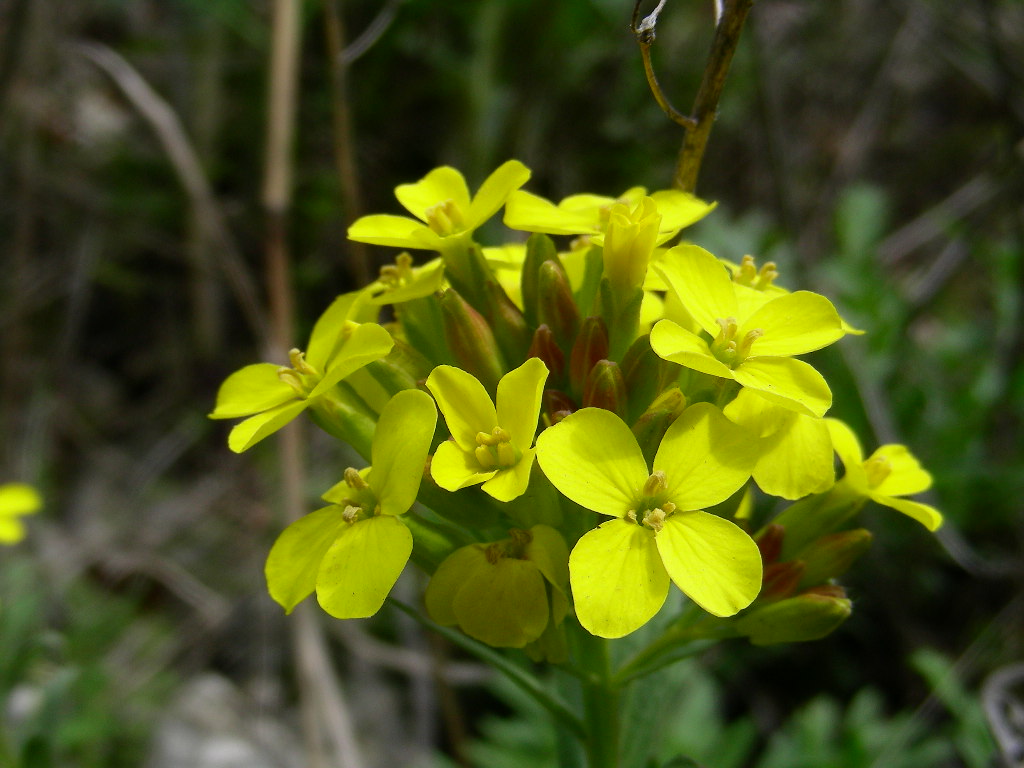 Alyssoides utriculata / Vesicaria maggiore